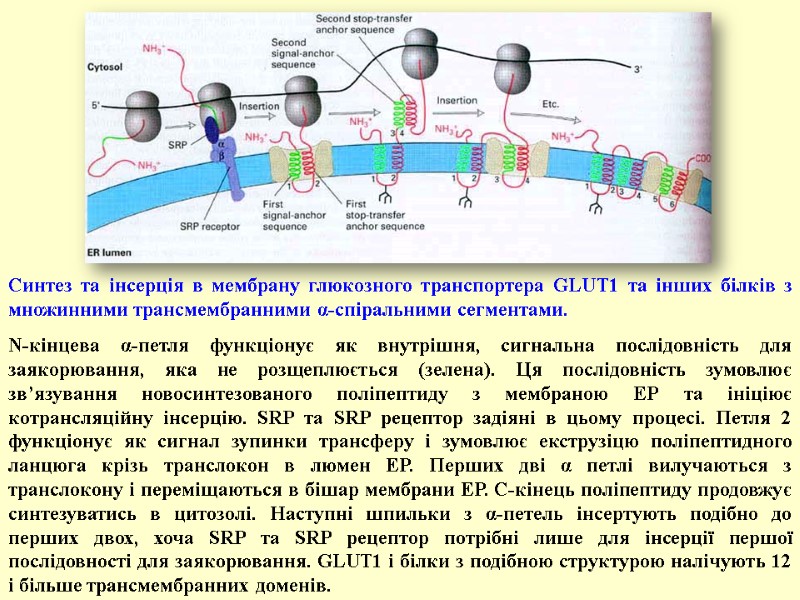 Синтез та інсерція в мембрану глюкозного транспортера GLUT1 та інших білків з множинними трансмембранними